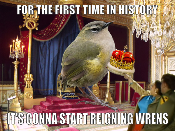 For the first time in history, it's gonna start reigning wrens
