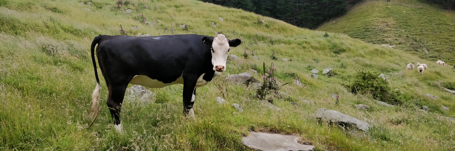 Cow at Whareroa Farm