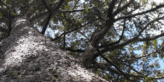 Kauri tree 
